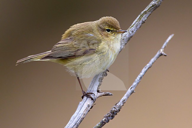 Tjiftjaf zittend op een tak; Common Chiffchaff perched on a branch stock-image by Agami/Daniele Occhiato,