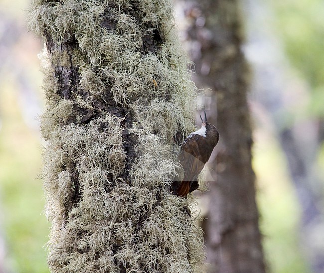 Witkeelboomjager tegen stam met mos; White-throated Treerunner against mossy trunc stock-image by Agami/Marc Guyt,