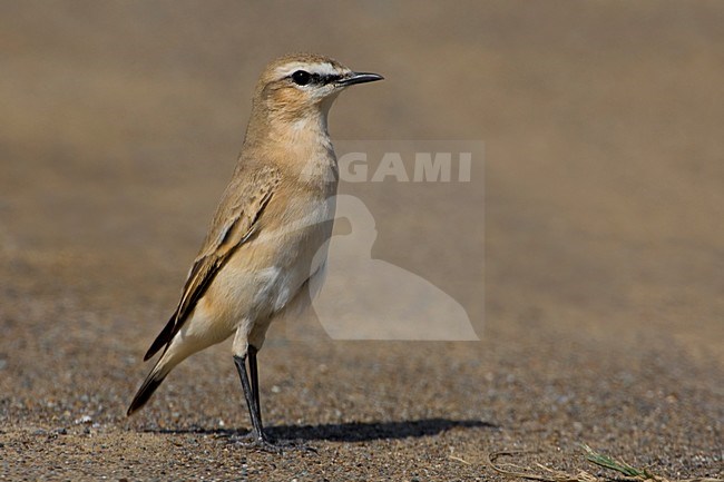 Isabeltapuit op de grond; Isabelline Wheatear on the ground stock-image by Agami/Daniele Occhiato,