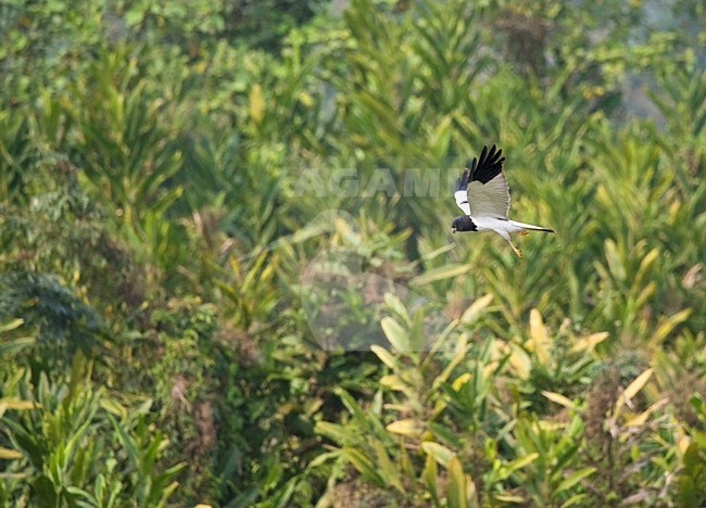 Adult mannetje Bonte Kiekendief in de vlucht; Adult male Pied Harrier in flight stock-image by Agami/Marc Guyt,