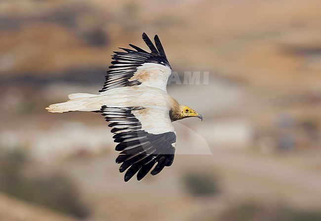 Adulte Aasgier in de vlucht; Adult Eqyptian Vulture in flight stock-image by Agami/Markus Varesvuo,