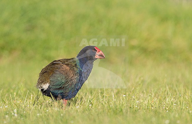 South Island Takahe (Porphyrio hochstetteri) an endangered flightless bird endemic to New Zealand. Relocated in Tawharanui Regional Park, North Island, New Zealand. Near-extincted, in October 2017 there were 347 takahe accounted for, an increase of 41 over 2016. stock-image by Agami/Marc Guyt,