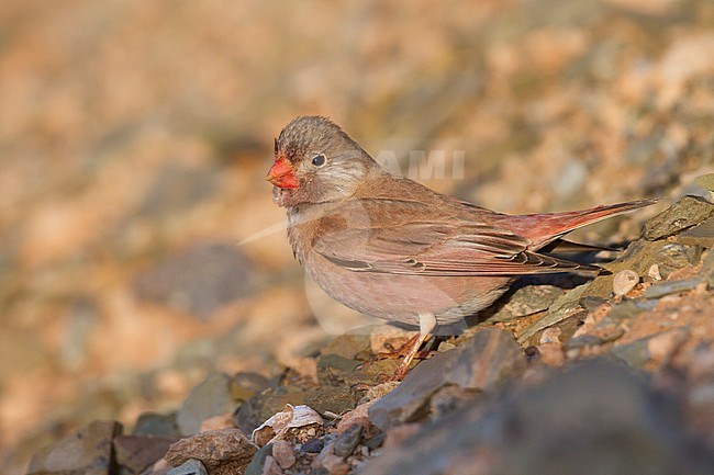 Trumpeter Finch - WÃ¼stengimpel - Bucanetes githagineus ssp. zedlitzi, Morocco stock-image by Agami/Ralph Martin,