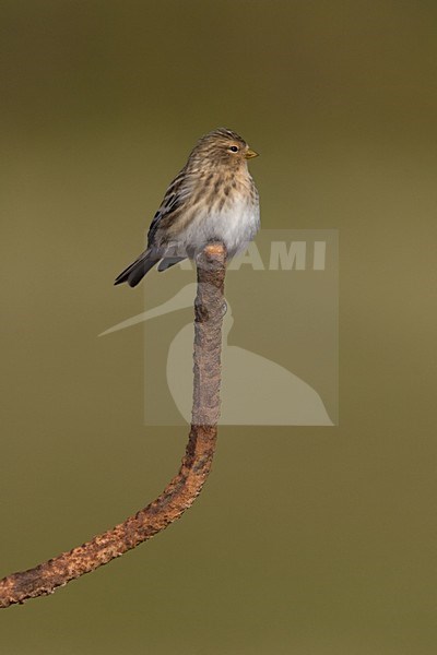 Frater; Twite stock-image by Agami/Harvey van Diek,