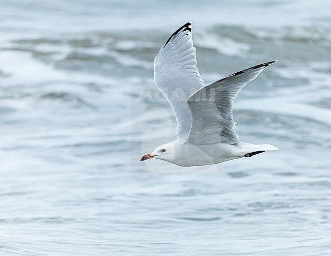 Adult Audouin's Gull (Ichthyaetus audouinii) during autumn in Ebro delta, Spain. The global population is currently in a rapid reduction. stock-image by Agami/Marc Guyt,