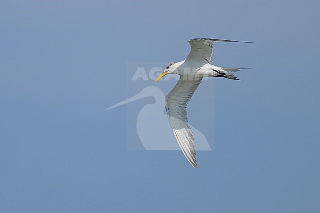 Wintering Great Crested Tern, Thalasseus bergii, in Oman. stock-image by Agami/Sylvain Reyt,