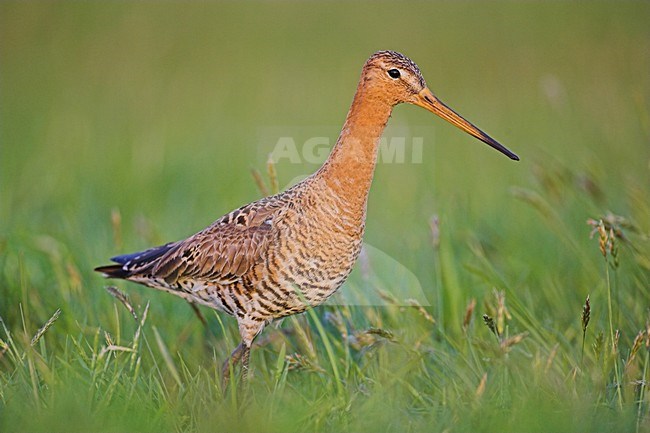 Adulte Grutto in weiland, Black-tailed Godwit adult in meadow stock-image by Agami/Menno van Duijn,