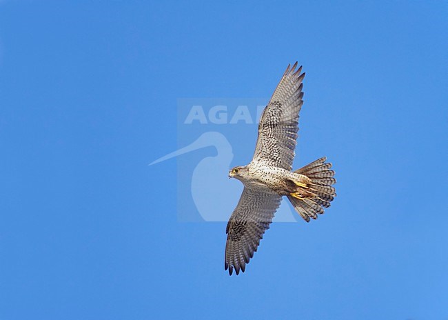 Giervalk, Gyrfalcon stock-image by Agami/Markus Varesvuo,