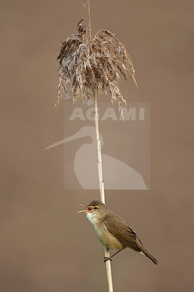 Kleine Karekiet; Acrocephalus scirpaceus; Reed Warbler; Teichrohrsanger; Rousserolle effarvatte; rietzangers; rietvogels; algemene broedvogel; zomervogel; bruin; saai; natuur; dier; fauna; avifauna; vogel; reedbirds; common breedingbird; summervisitor; brown; boring; nature; animal; bird; avian stock-image by Agami/Harvey van Diek,