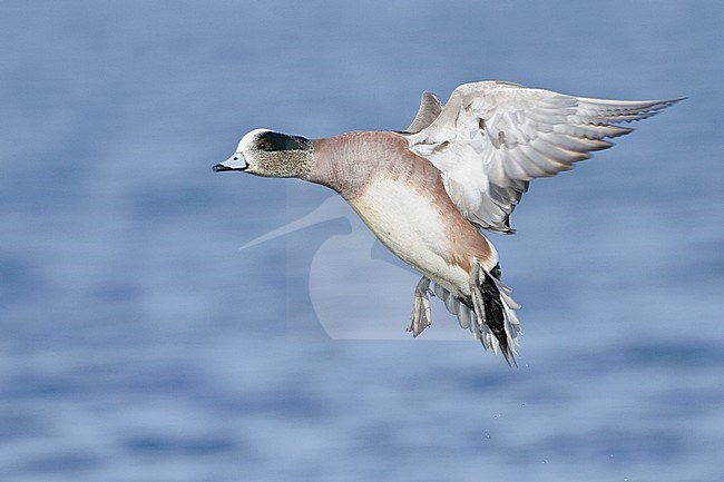 Amerikaanse Smient in vlucht, American Wigeon in flight stock-image by Agami/Glenn Bartley,