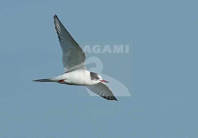 Arctic tern (Sterna paradisaea) first winter bird in flight seen from the side showing underwing. stock-image by Agami/Fred Visscher,