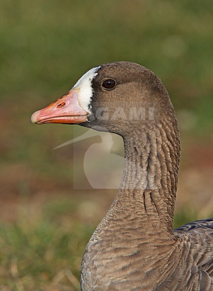 Kolgans close-up; Greater White-fronted Goose close up stock-image by Agami/Markus Varesvuo,