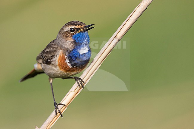 Bluethroat - Blaukehlchen - Cyanecula svecica ssp. cyanecula, Germany, adult male stock-image by Agami/Ralph Martin,