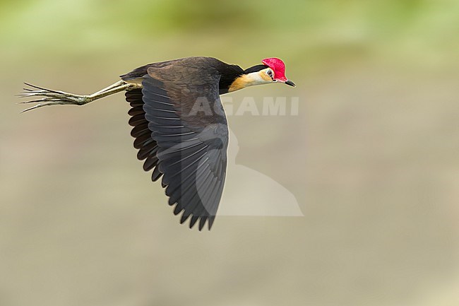 Comb-crested Jacana (Irediparra gallinacea) in a wetland area in Papua New Guinea. stock-image by Agami/Glenn Bartley,