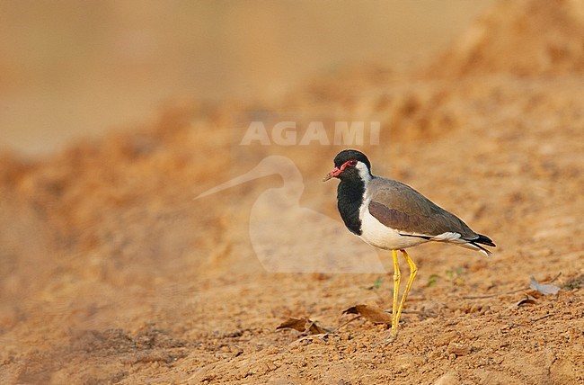 Adult Red-wattled Lapwing (Vanellus indicus) stock-image by Agami/Marc Guyt,