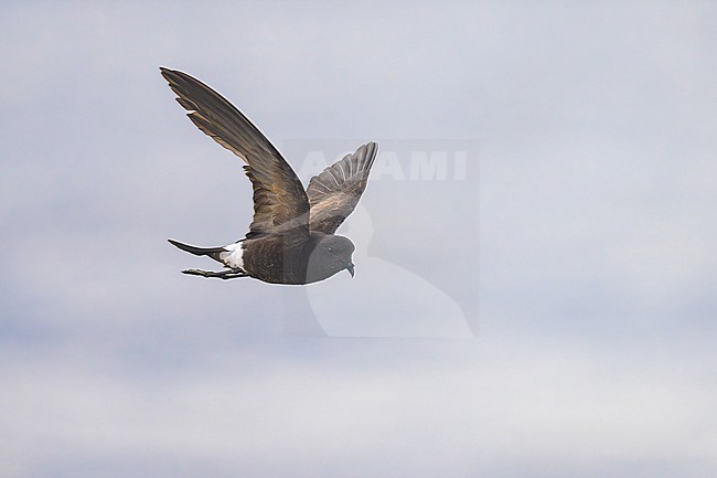 Wilson's storm petrel (Oceanites oceanicus) at sea of Finistère, Bretagne, France. stock-image by Agami/Sylvain Reyt,