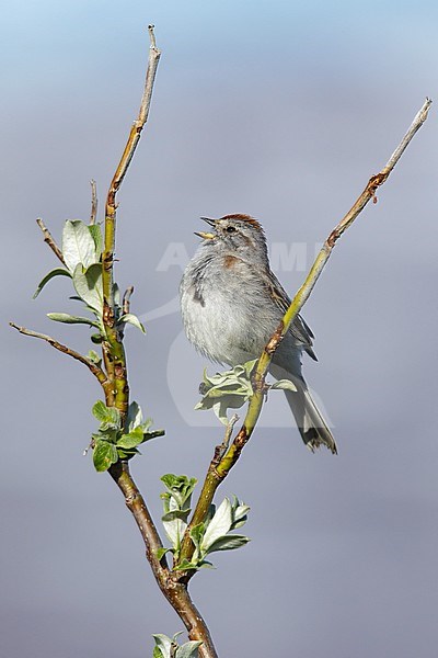 Adult breeding American Tree Sparrow (Passerella arborea)
Seward Peninsula, Alaska, USA
June 2018 stock-image by Agami/Brian E Small,