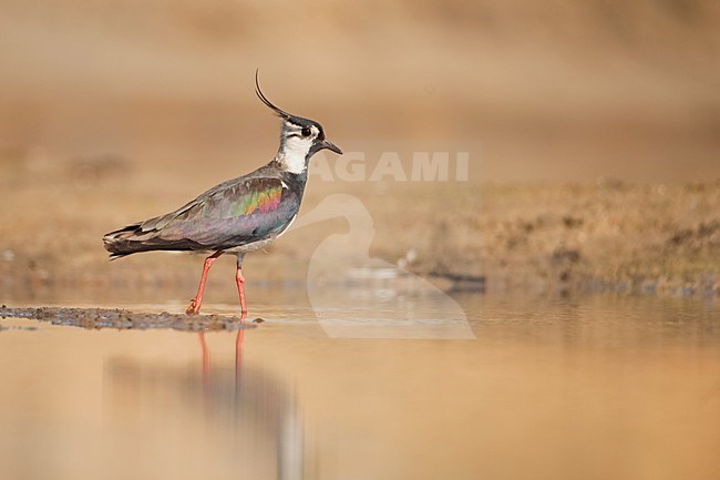 Kievit staand; Northern Lapwing perched stock-image by Agami/Han Bouwmeester,