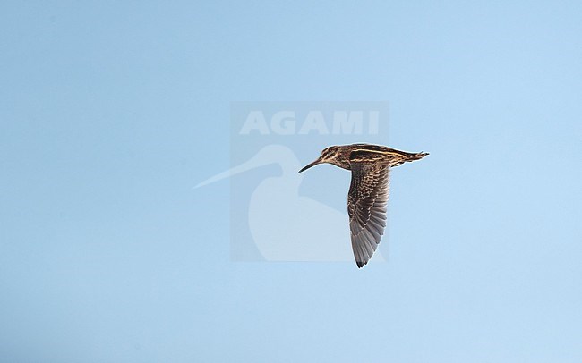 Jack Snipe (Lymnocryptes minimus) in flight showing upperwing at Roskilde, Denmark stock-image by Agami/Helge Sorensen,