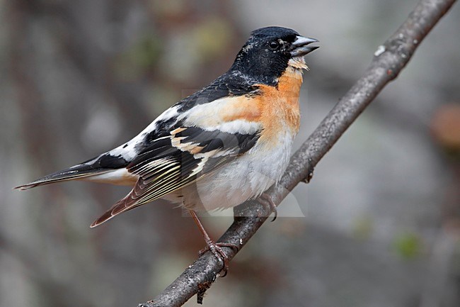 Mannetje Keep in zomerkleed op een tak; Male Brambling in summer plumage perched on a branch stock-image by Agami/Daniele Occhiato,