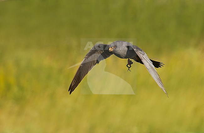 Adult male Red-footed Falcon (Falco vespertinus) stock-image by Agami/Alain Ghignone,