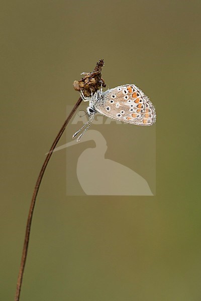 Bruin blauwtje, Brown Argus, stock-image by Agami/Walter Soestbergen,