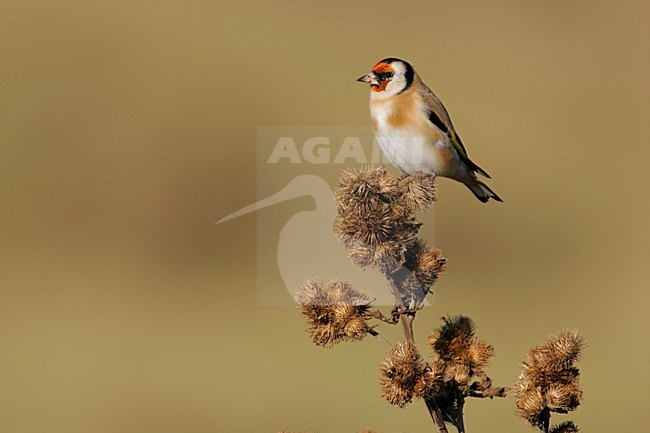Putter zittend; European Goldfinch perched stock-image by Agami/Menno van Duijn,