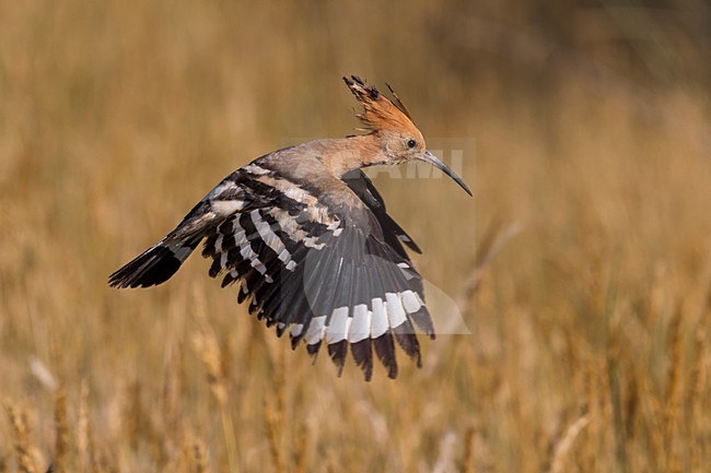 Hop in vlucht; Eurasian Hoopoe in flight stock-image by Agami/Daniele Occhiato,
