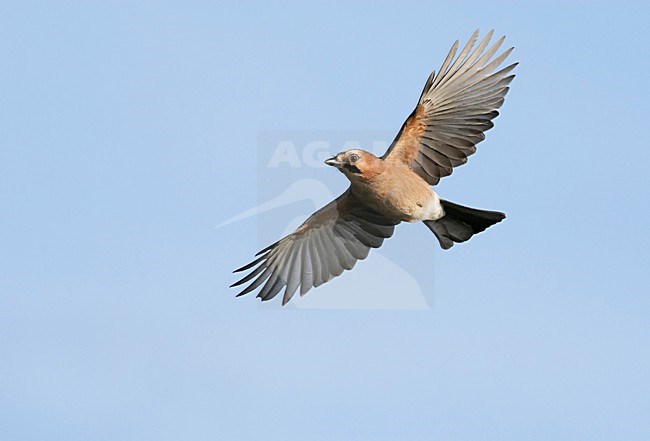 Gaai in de vlucht; Eurasian Jay in flight stock-image by Agami/Markus Varesvuo,