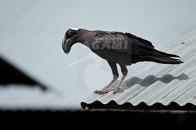 An adult Thick-billed Raven (Corvus crassirostris) on a iron roof watching down to something stock-image by Agami/Mathias Putze,
