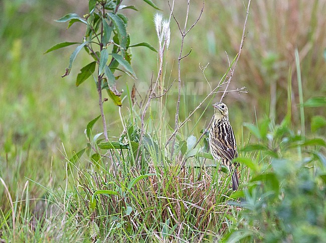 Ochre-breasted Pipit, Anthus nattereri, in Paraguay. stock-image by Agami/Pete Morris,