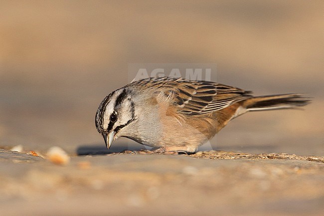 Rock Bunting -Zippammer - Emberiza cia ssp. cia, Spain, adult male stock-image by Agami/Ralph Martin,