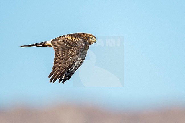 Immature Northern Harrier (Circus hudsonius) in flight during autumn in California, USA. stock-image by Agami/Brian E Small,