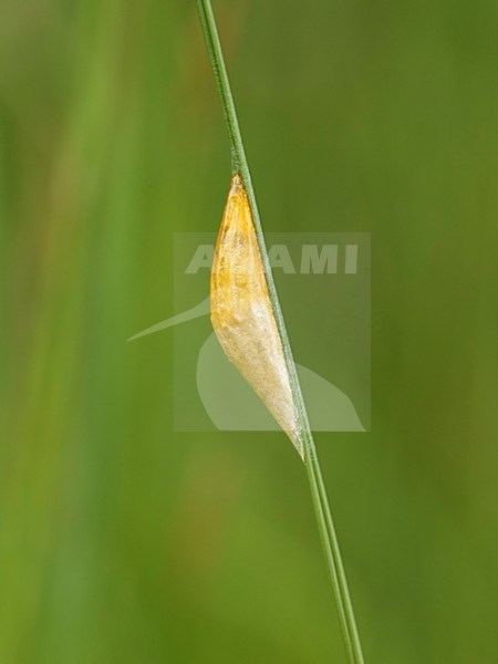 Cocon Sint Jansvlinder; Cocoon Six-spot burnet; stock-image by Agami/Walter Soestbergen,