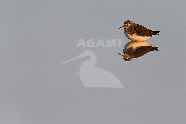 Witgatje; Green Sandpiper stock-image by Agami/Daniele Occhiato,