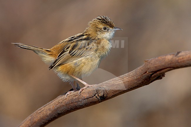 Graszanger op takje; Zitting Cisticola perched on twig stock-image by Agami/Daniele Occhiato,