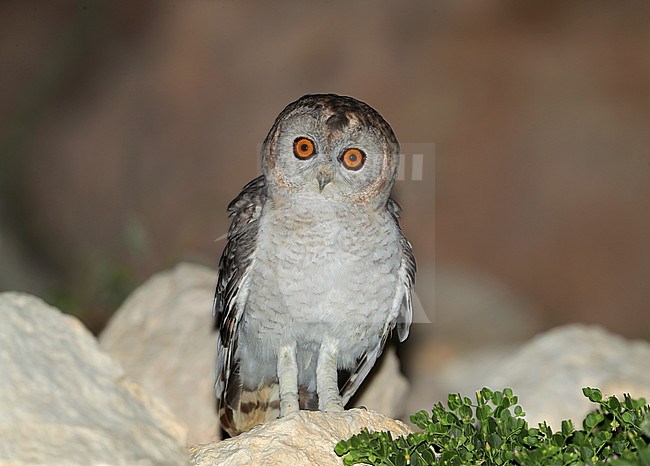 Desert Owl (Strix hadorami) at Al Mughsayl in Oman. stock-image by Agami/Aurélien Audevard,