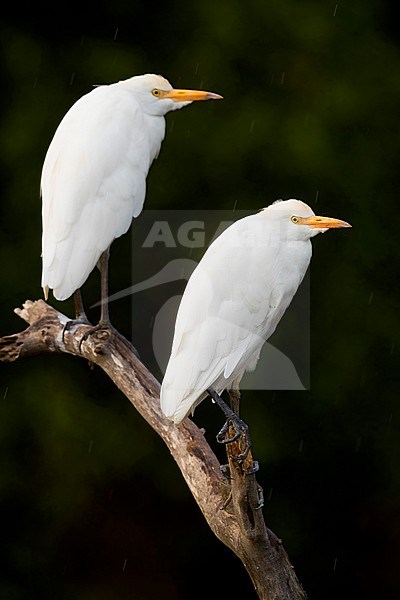 Cattle Egret (Bubulcus ibis), two adults perched on a dead branch, Campania, Italy stock-image by Agami/Saverio Gatto,