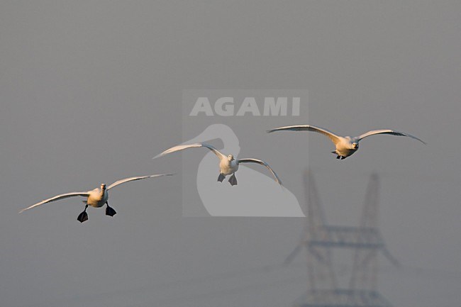 Kleine Zwaan groep in vlucht Nederland, Bewicks Swan group in flight Netherlands stock-image by Agami/Wil Leurs,