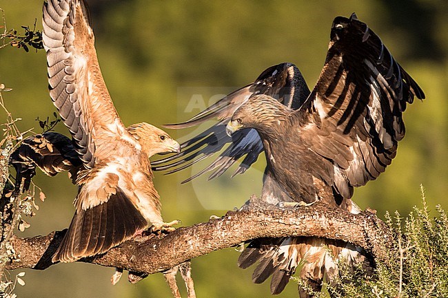 Spaanse Keizerarend, Spanish Imperial Eagle, Aquila adalberti stock-image by Agami/Oscar Díez,