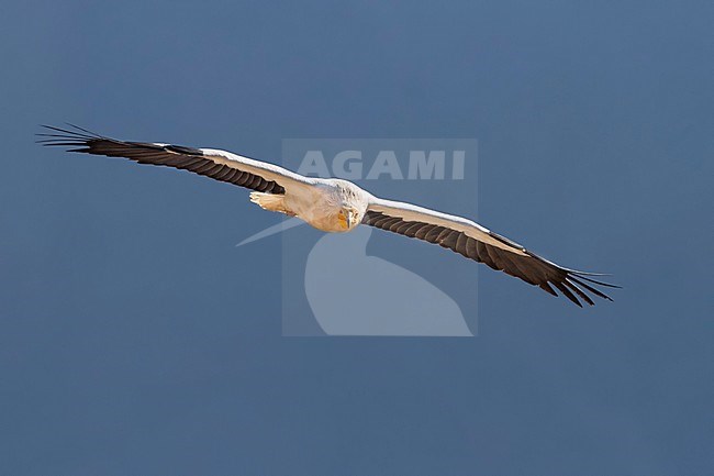 Egyptian Vulture - Schmutzgeier - Neophron percnopterus ssp. percnopterus, Oman, adult stock-image by Agami/Ralph Martin,