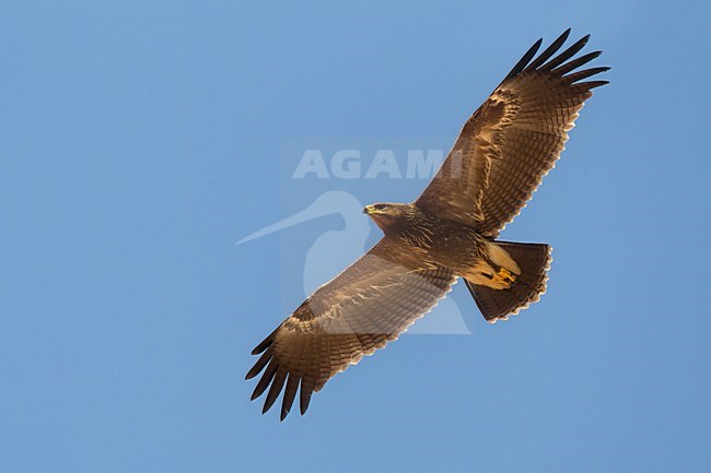 Juveniele Schreeuwarend in de vlucht; Juvenile Lesser Spotted Eagle in flight stock-image by Agami/Daniele Occhiato,