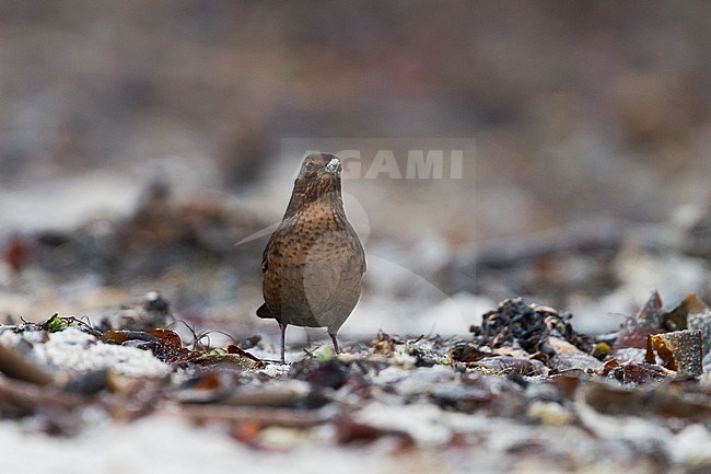 Eurasian Blackbird - Amsel - Turdus merula ssp. merula, Germany stock-image by Agami/Ralph Martin,