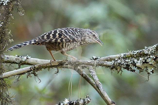 Grey-barred Wren (Campylorhynchus megalopterus) perched on a branch in Oaxaca, Mexico. stock-image by Agami/Glenn Bartley,