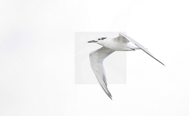 Adult Cabot's Tern (Thalasseus sandvicensis acuflavidus) in autumn plumage at Texas coast in United States. stock-image by Agami/Ian Davies,