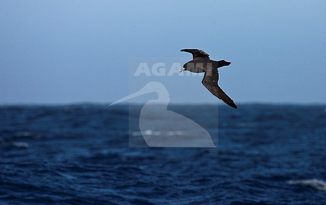 Witkinstormvogel vliegend boven zee; White-chinned Petrel flying above the sea stock-image by Agami/Marc Guyt,