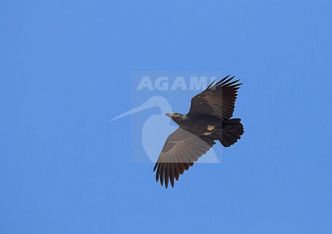 Fan-tailed Raven - Borstenrabe - Corvus rhipidurus, Oman stock-image by Agami/Ralph Martin,