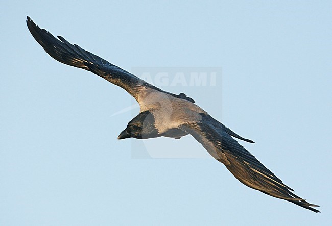 Bonte Kraai in vlucht; Hooded crow in flight stock-image by Agami/Markus Varesvuo,