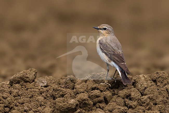 Tapuit; Northern Wheatear; stock-image by Agami/Daniele Occhiato,