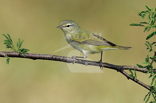 Adult male breeding
Galveston Co., TX
April 2005 stock-image by Agami/Brian E Small,